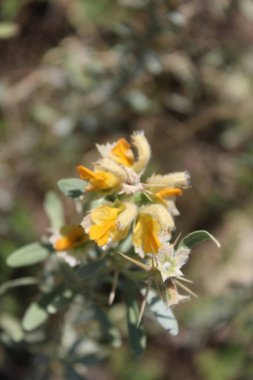 Peştun Tinjute, Rydingia michauxii veya Otostegia integrifolia