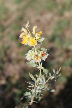 Peştun Tinjute, Rydingia michauxii veya Otostegia integrifolia
