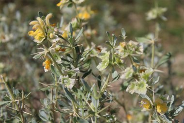 Peştun Tinjute, Rydingia michauxii veya Otostegia integrifolia