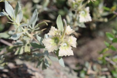 Peştun Tinjute, Rydingia michauxii veya Otostegia integrifolia