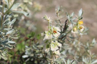 Peştun Tinjute, Rydingia michauxii veya Otostegia integrifolia