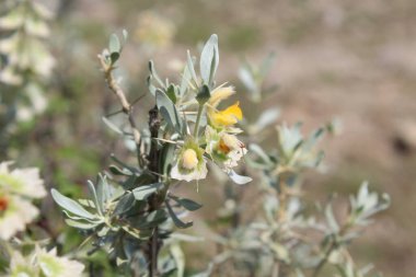 Peştun Tinjute, Rydingia michauxii veya Otostegia integrifolia