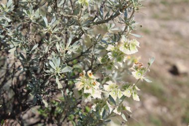 Peştun Tinjute, Rydingia michauxii veya Otostegia integrifolia