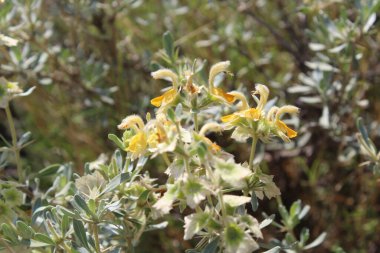 Peştun Tinjute, Rydingia michauxii veya Otostegia integrifolia