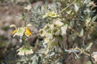 Peştun Tinjute, Rydingia michauxii veya Otostegia integrifolia