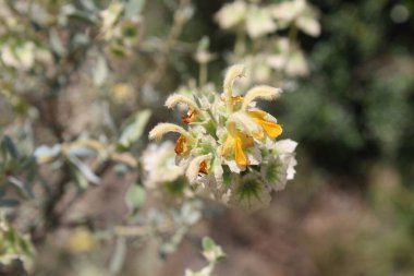 Peştun Tinjute, Rydingia michauxii veya Otostegia integrifolia