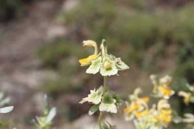 Peştun Tinjute, Rydingia michauxii veya Otostegia integrifolia