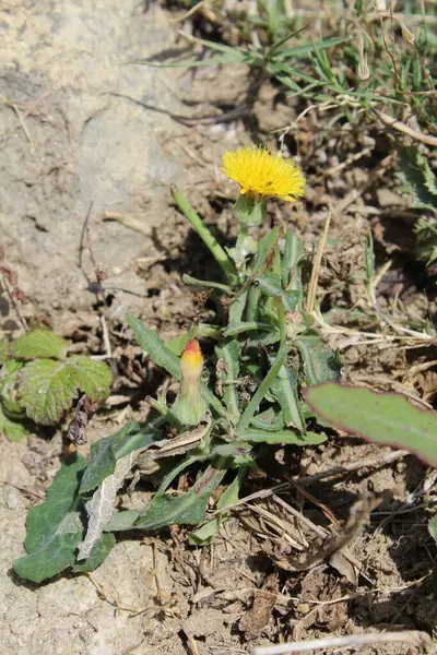 Dikenli dişi domuz, Sonchus asper veya Sonchus oleraceus