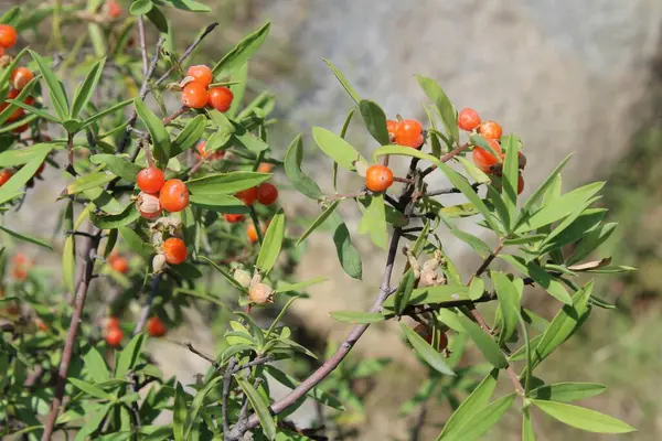Daphne gnidium, Alpine Daphne veya Daphne Alpina.