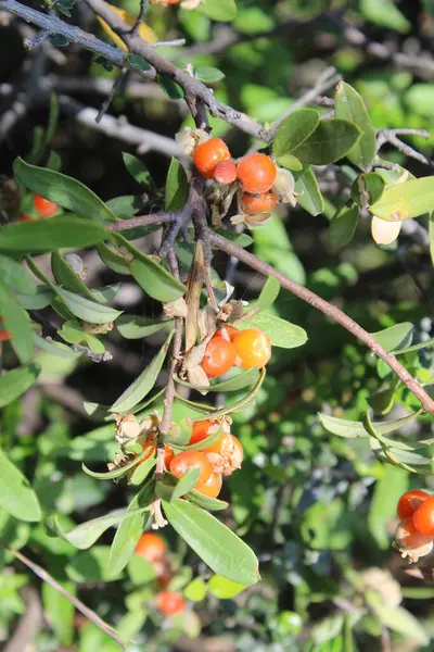 Daphne gnidium, Alpine Daphne veya Daphne Alpina.