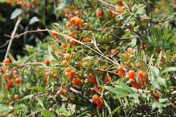 Daphne gnidium, Alpine Daphne veya Daphne Alpina.