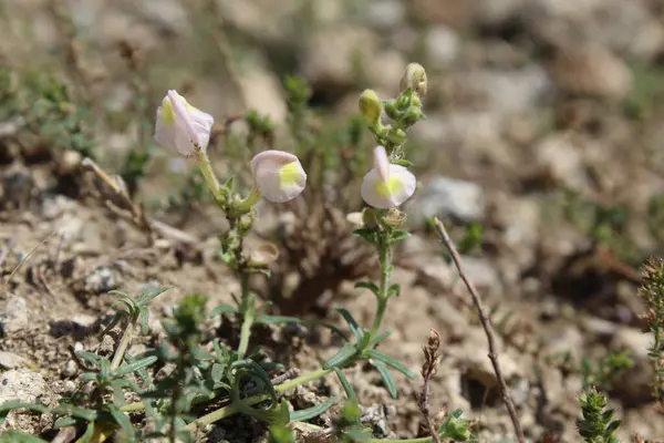 Scutellaria linearis veya Dar Kurukafa çiçekleri