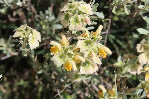 Peştun Tinjute, Rydingia michauxii veya Otostegia integrifolia