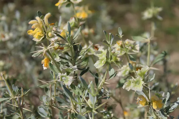 Peştun Tinjute, Rydingia michauxii veya Otostegia integrifolia