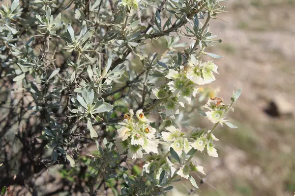 Peştun Tinjute, Rydingia michauxii veya Otostegia integrifolia