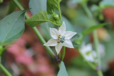 Capsicum baccatum, Locoto Pepper veya Chili Blossoms