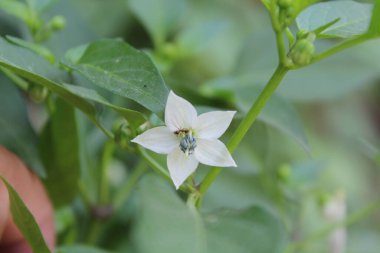 Capsicum baccatum, Locoto Pepper veya Chili Blossoms