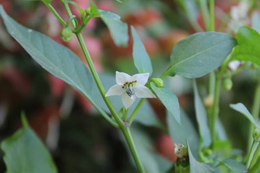 Capsicum baccatum, Locoto Pepper veya Chili Blossoms