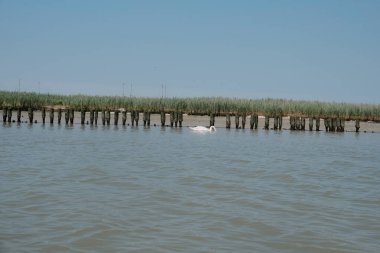 Zarif bir kuğu, ahşap bir rıhtımın yakınındaki berrak suda huzur içinde yüzüyor ve doğada huzurlu bir manzara yaratıyor.