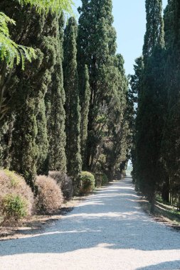 Her iki tarafı da zarifçe kaplayan yemyeşil ağaçları barındıran manzaralı bir yol. Birkaç bulutlu parlak mavi bir gökyüzü ise güzel bir zemin görevi görüyor.