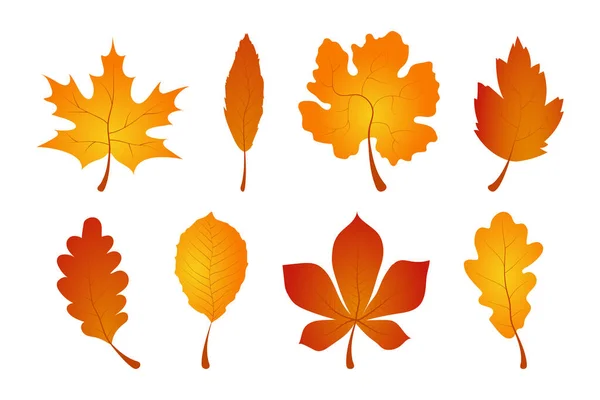 Colección Realista Hojas Otoño Otoño Deja Iconos Vectoriales Hoja Otoño — Archivo Imágenes Vectoriales