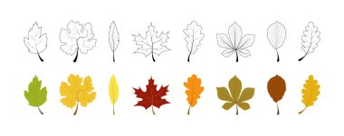 Sonbahar Yaprağı koleksiyonu. Autumn Leaves vektör simgeleri. Sonbahar Yaprağı. Yapraklar. Vektör illüstrasyonu