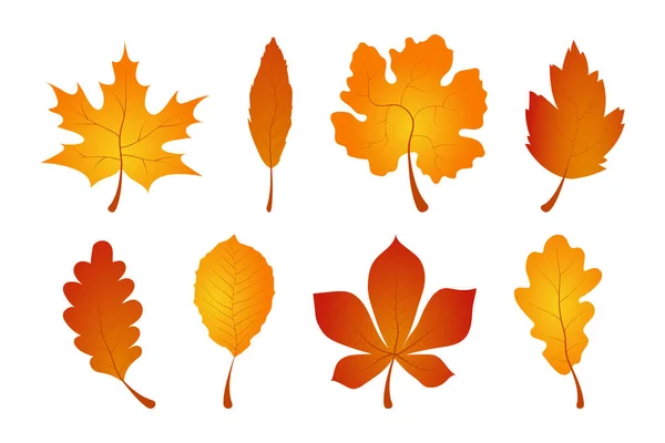 Реалистичная Коллекция Осенних Листьев Векторные Иконки Осенних Листьев Осенний Лист — стоковый вектор