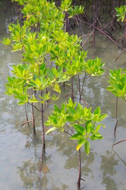 Tropikal kıyı bölgesindeki Mangrove ormanları. Mangrovlar tuza dayanıklı ağaçlardır ve sert kıyı koşullarında hayata adapte olmuşlardır. Tayland 'da