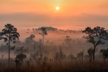 Güzel orman manzara sisli gündoğumu Mulk salaeng Luang Milli Parkı (Nong Mae na), Tayland