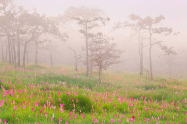 Sai tanga Milli Parkı, Chaiyaphum Eyaleti, Tayland, ormanda çiçek açan güzel vahşi siam laleler
