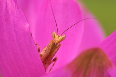 Kahverengi Çekirge pembe yapraklı makro fotoğrafçılık üzerine