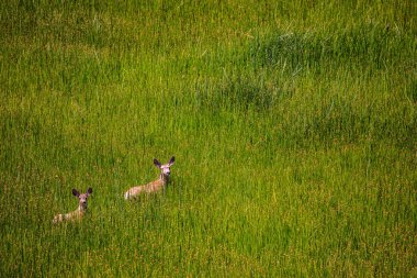 Genç bir beyaz kuyruklu geyik ormanda otluyor, Zion Ulusal Parkı, Utah, ABD