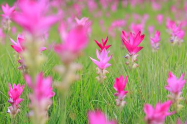 Sai tanga Milli Parkı, Chaiyaphum Eyaleti, Tayland, ormanda çiçek açan güzel vahşi siam laleler