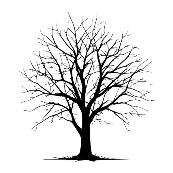 Çıplak kış ağacı silueti beyaz arkaplanda izole edilmiş