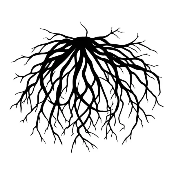 Karmaşık ağaç kök sistemi silueti beyaz arkaplanda izole edildi