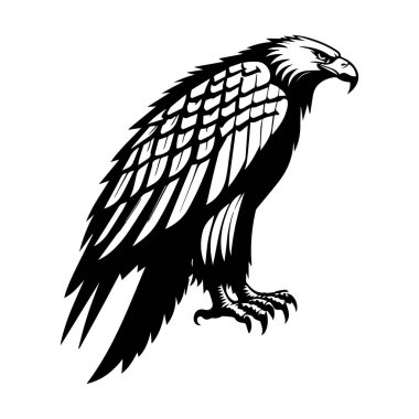 Keskin pençeleri ve çarpıcı siyah beyaz siluet şeklinde tüyleri olan görkemli bir kartal.