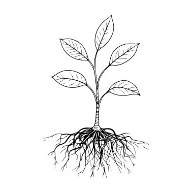 Görünür kökleri ve yaprakları minimalist siyah ve beyaz siluet tarzında olan bir bitkinin ayrıntılı el çizimi