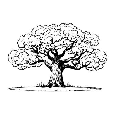 Büyük, görkemli bir meşe ağacının detaylı siyah beyaz çizimi. Kalın bir gövdesi ve çimenli bir tepecikte duran yapraklı bir tepe örtüsü.
