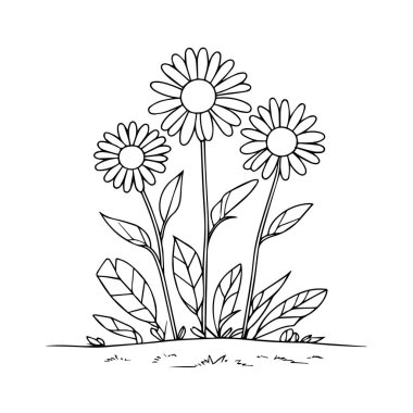 Yerde yetişen yeşil yapraklı ve saplı üç papatya çiçeğinin basit siyah beyaz çizimi.