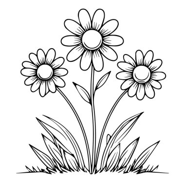 Beyaz arka planda yeşil yapraklı ve çimenli üç neşeli papatya çizimi.