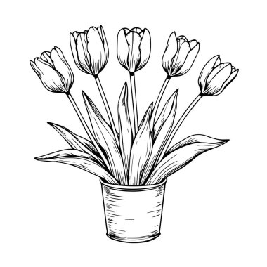 Beş çiçek açan lalenin narin siyah beyaz çizgisi bahar ve çiçek tasarımları için mükemmel.