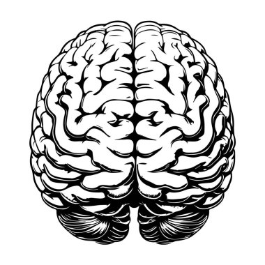 Beyaz arka planda izole edilmiş insan beyninin ayrıntılı siyah beyaz vektör çizimi.