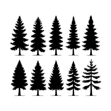 Beyaz arka planda izole edilmiş on iki farklı çam ağacının vektör sanatı