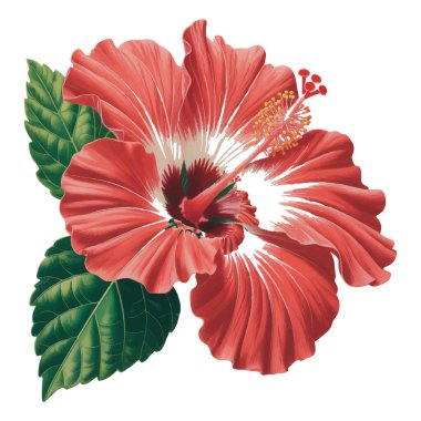 Beyaz arkaplanda izole edilmiş kırmızı bir amber çiçeğinin taşıyıcı sanatı