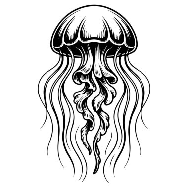 Siyah-beyaz denizanası çizimi vektör sanatı beyaz arkaplanda izole edilmiştir.