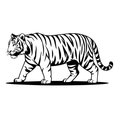 Turuncu ve beyaz bir vücutta siyah ve beyaz çizgili yürüyen bir kaplan, beyaz arka planda izole edilmiş, siyah ve beyaz bir siluette resmedilmiş.