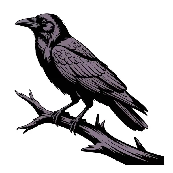 Siyah karga ya da kuzgun bir ağaç dalına tünemiş, beyaz arka planda izole edilmiş.