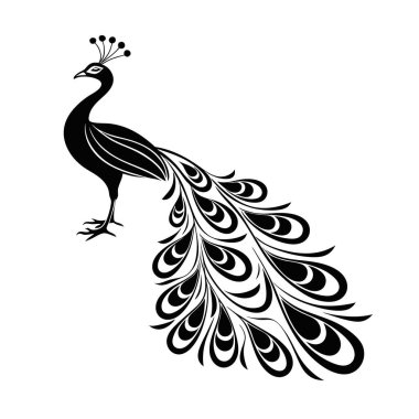 Uzun, süslü kuyruk tüyleri olan, beyaz arka planda izole siyah tavus kuşu.