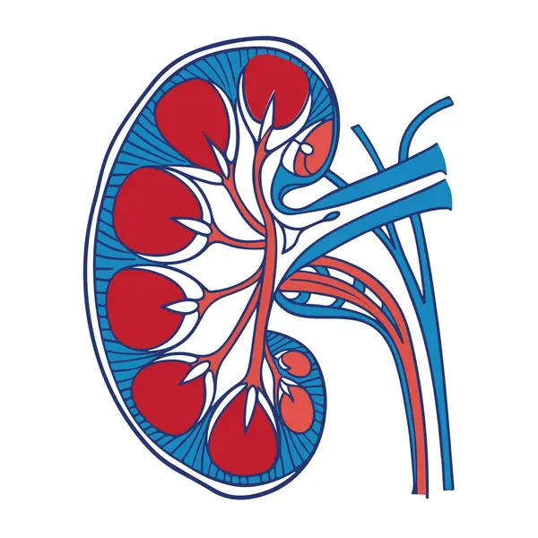 Beyaz arka planda izole edilmiş iç yapıları ve kan damarlarını gösteren bir insan böbreği kesitinin anatomik çizimi