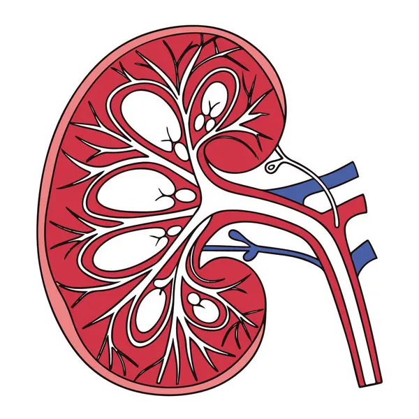 Kan damarları ve boruları olan iç yapıyı gösteren bir insan böbreğinin anatomik çizimi, beyaz arka planda izole edilmiş tıbbi ve bilimsel diyagram.